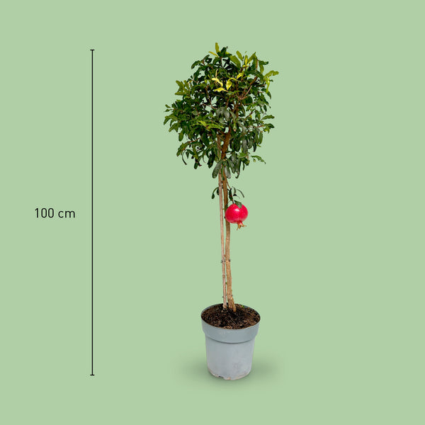 Größe der Punica granatum als Hochstamm