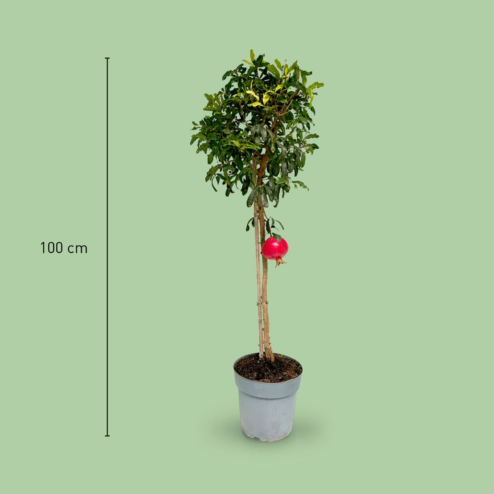 Größe der Punica granatum als Hochstamm