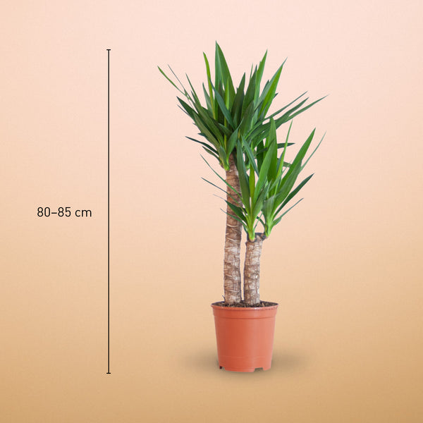 Größe der Riesen-Palmlilie als Zimmerpflanze