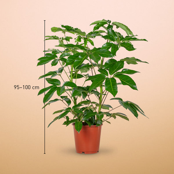 Größe der Schefflera 'Amate' XXL als Zimmerpflanze