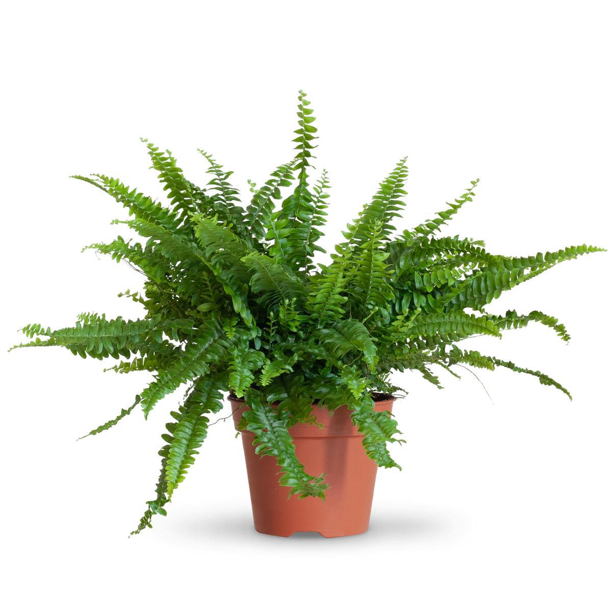 Größe des Schwertfarns 'Green Lady' als Zimmerpflanze