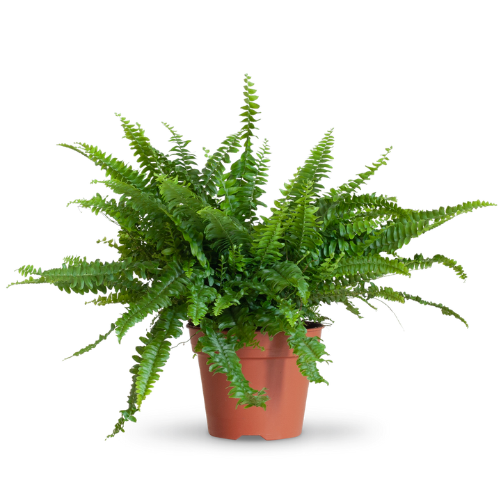 Schwertfarn 'Green Lady' kaufen