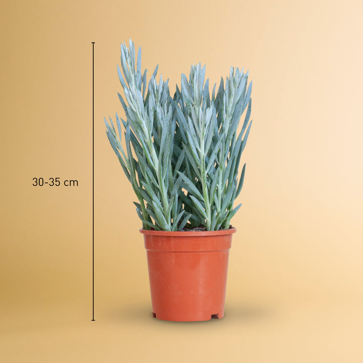 Größe der Senecio 'Mount Everest' als Zimmerpflanze