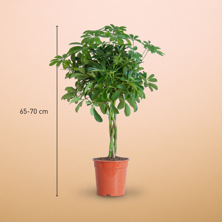Größe der Strahlenaralie 'Nora' als Zimmerpflanze