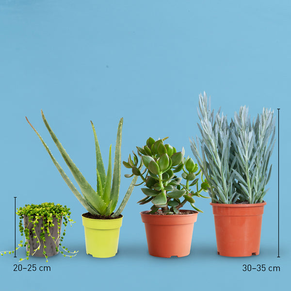 Größe des sukkulenten Zimmerpflanze