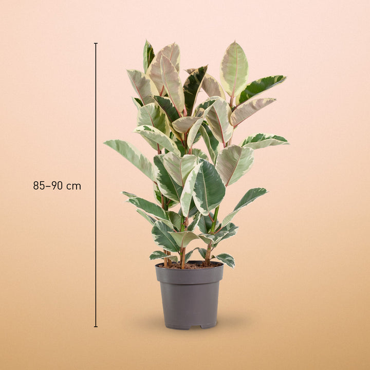 Größe des weißbunten Gummibaum 'Tineke' XXL als Zimmerpflanze