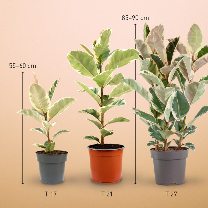 Größe des weißbunten Gummibaums 'Tineke' als Zimmerpflanze