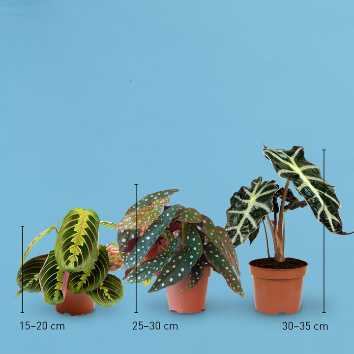 Größe der Zimmerpflanzen mit bunten Blättern