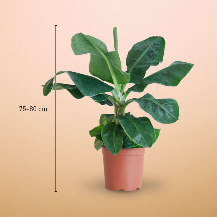 Größe der Zwerg-Essbanane 'Dwarf Cavendish' als Zimmerpflanze