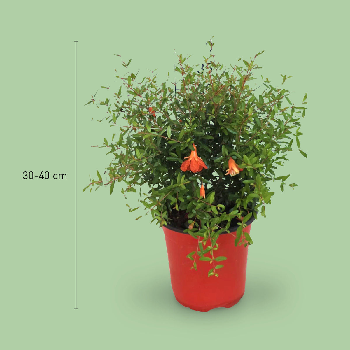 Größe des Zwerg-Granatapfelbaums 'Nana'