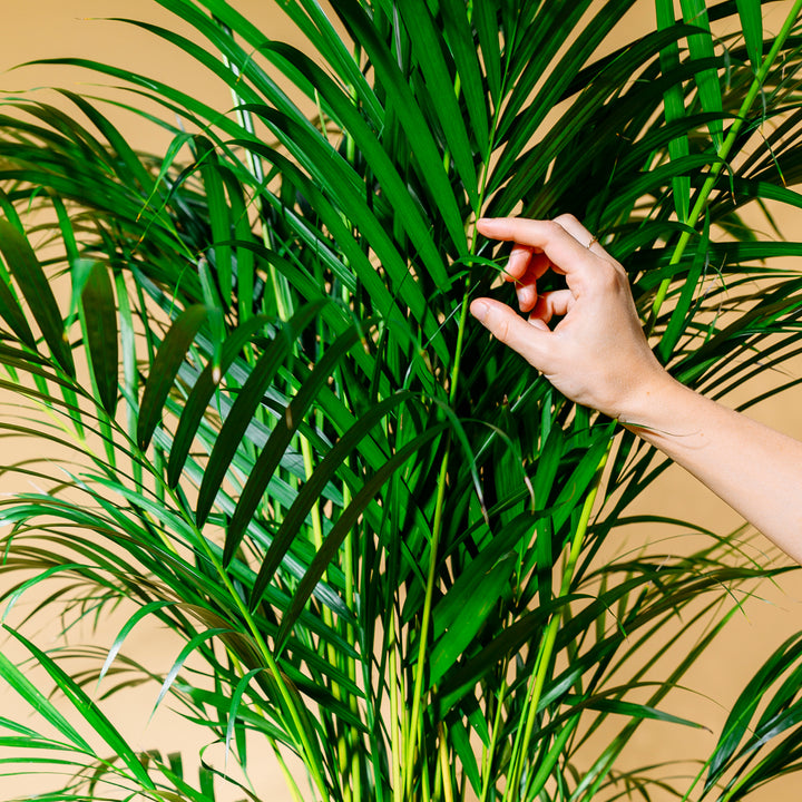 Verschiedene Größen der der Areca Palme als Zimmerpflanze