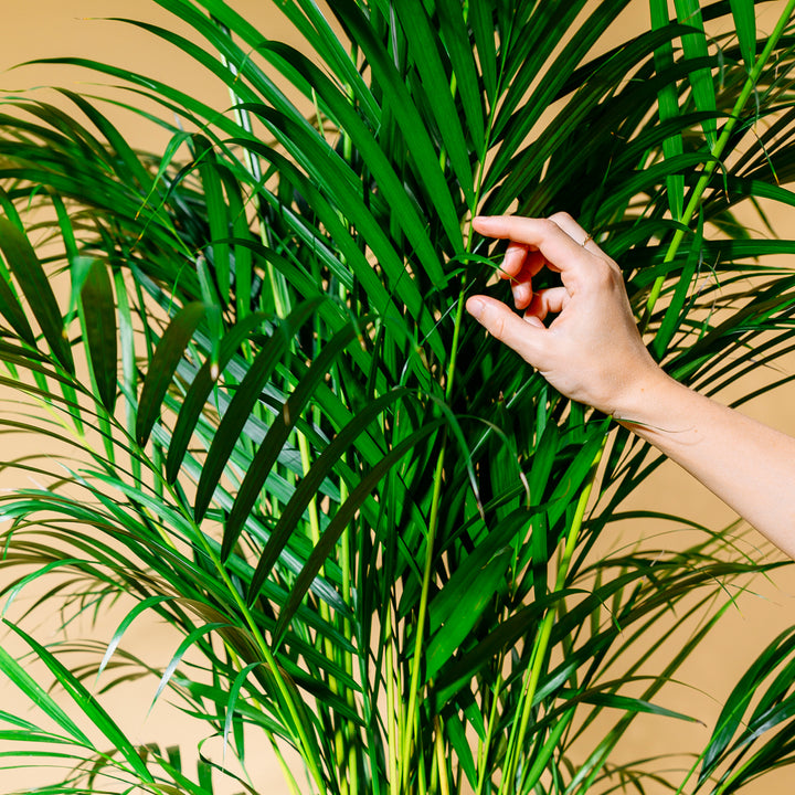 Goldfruchtpalme (Areca) XXL-Größe kaufen