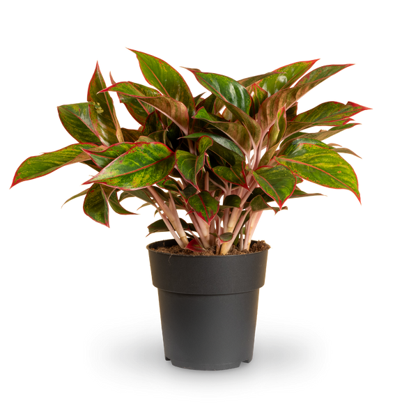 Große Aglaonema 'Jungle Red'