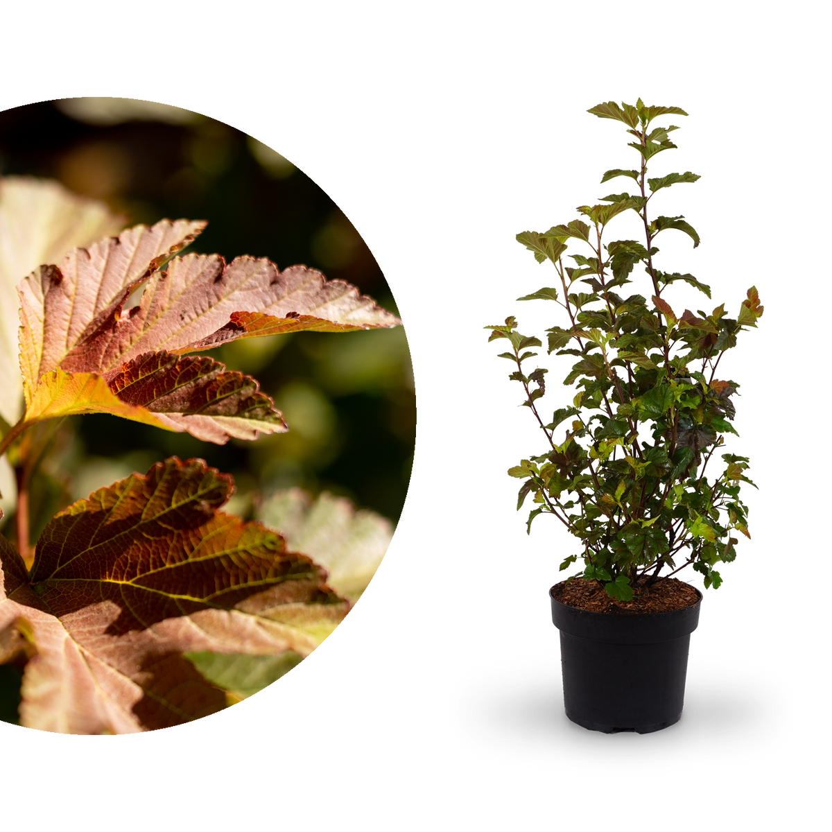 Große Blasenspiere 'Amber Jubilee'®