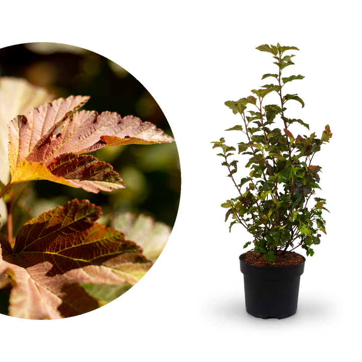 Große Blasenspiere 'Amber Jubilee'®