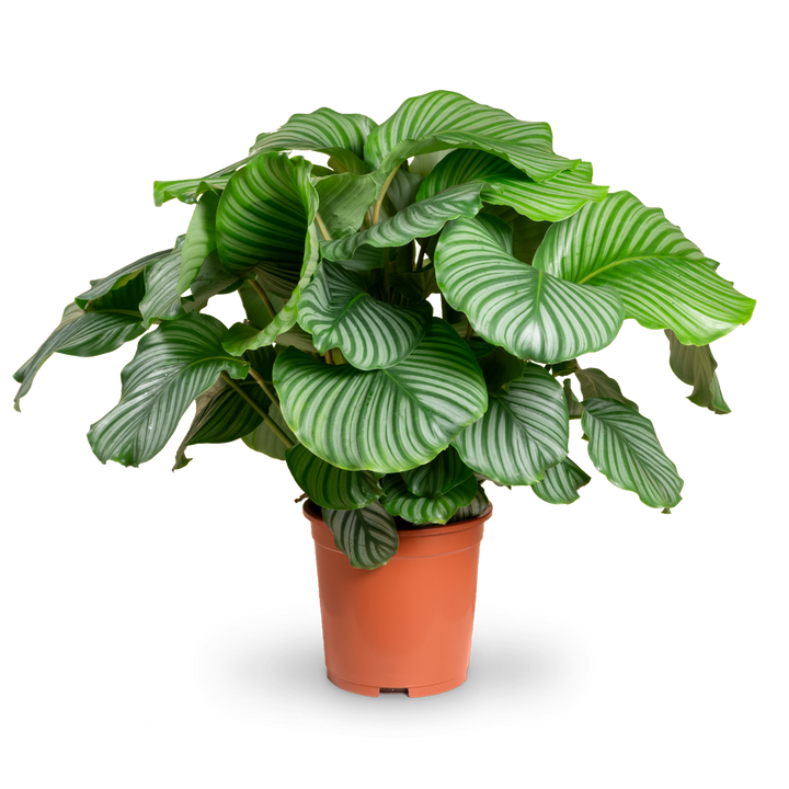 Große Calathea orbifolia in XXL