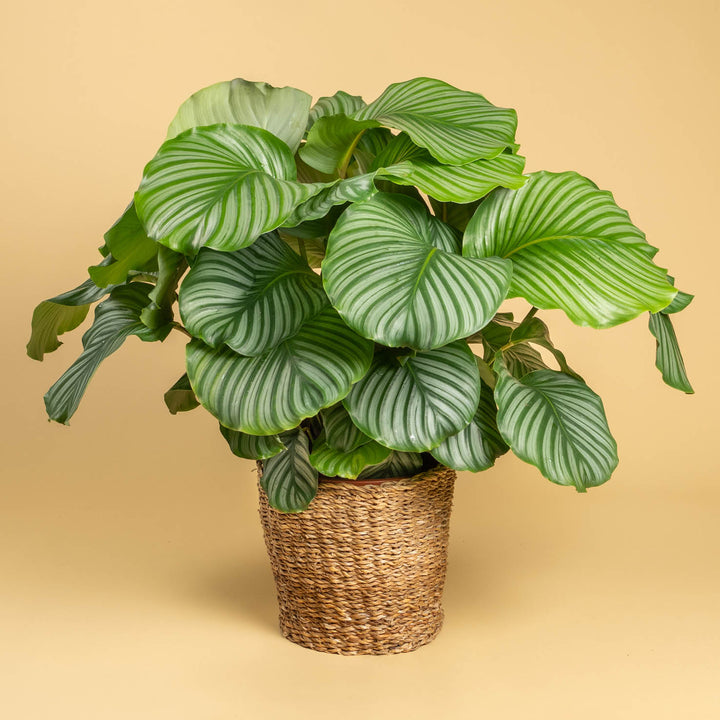 Große Calathea orbifolia als Zimmerpflanze