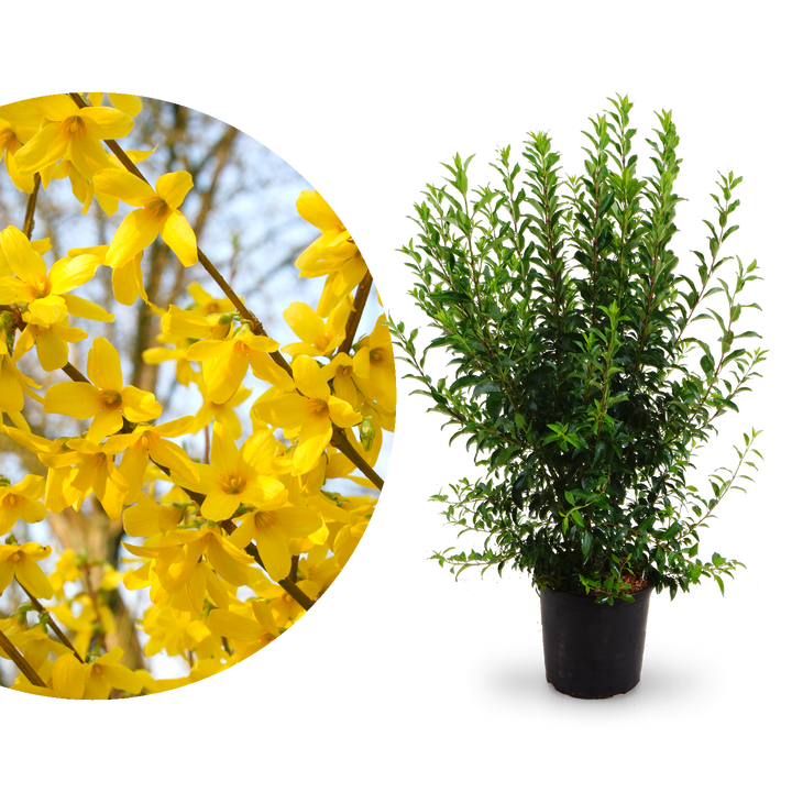Große Forsythie 'Week End'®