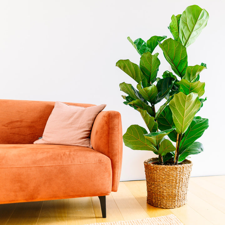Große Geigenfeige im Wohnzimmer