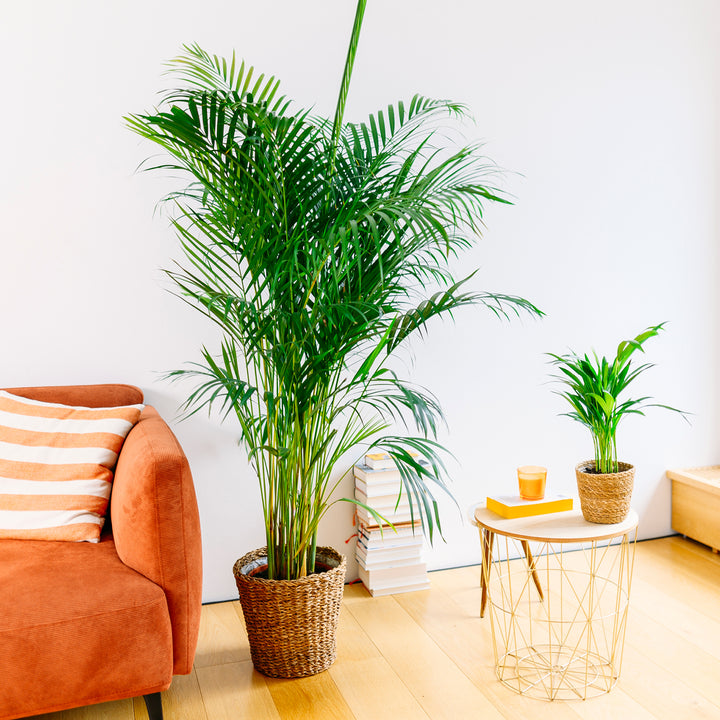 Große Goldfruchtpalme im Wohnzimmer