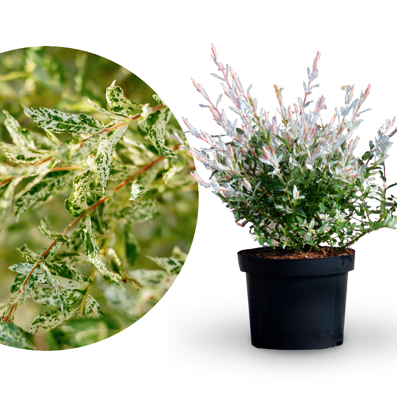 Große Harlekinweide 'Hakuro Nishiki'