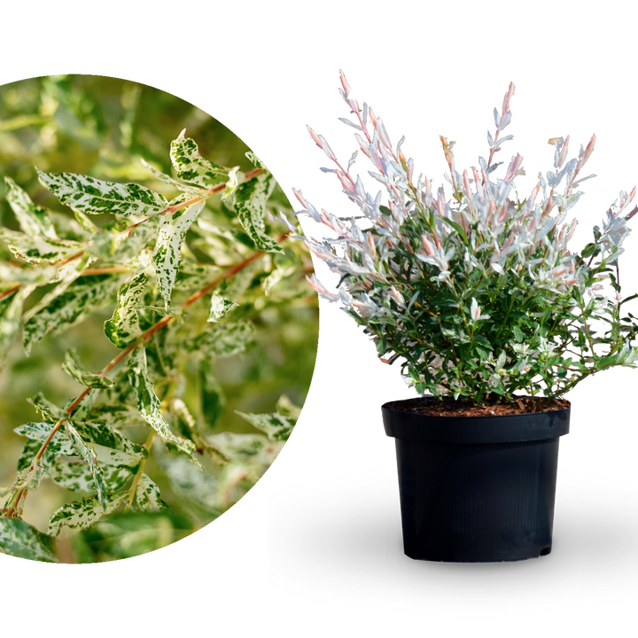 Große Harlekinweide 'Hakuro Nishiki'