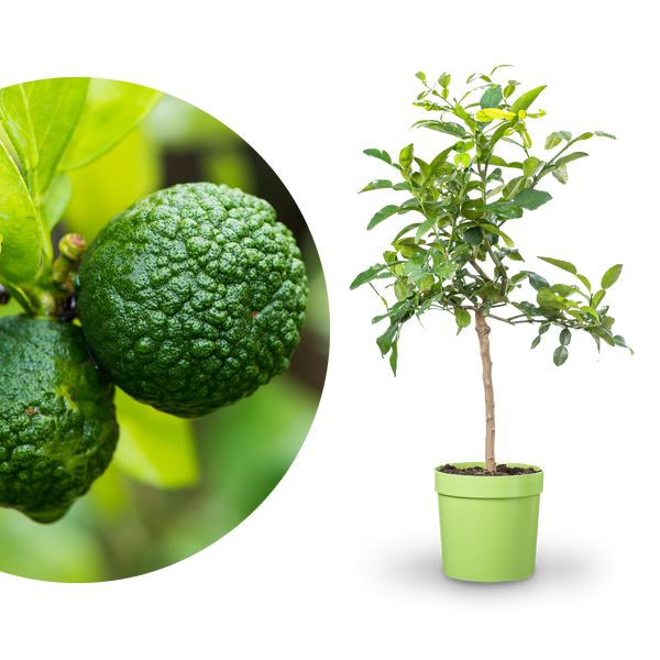 Kaffir-Limette LIME TIME® kaufen - Plantura Shop Kaffir-Limette LIME TIME® kaufen - Plantura Shop