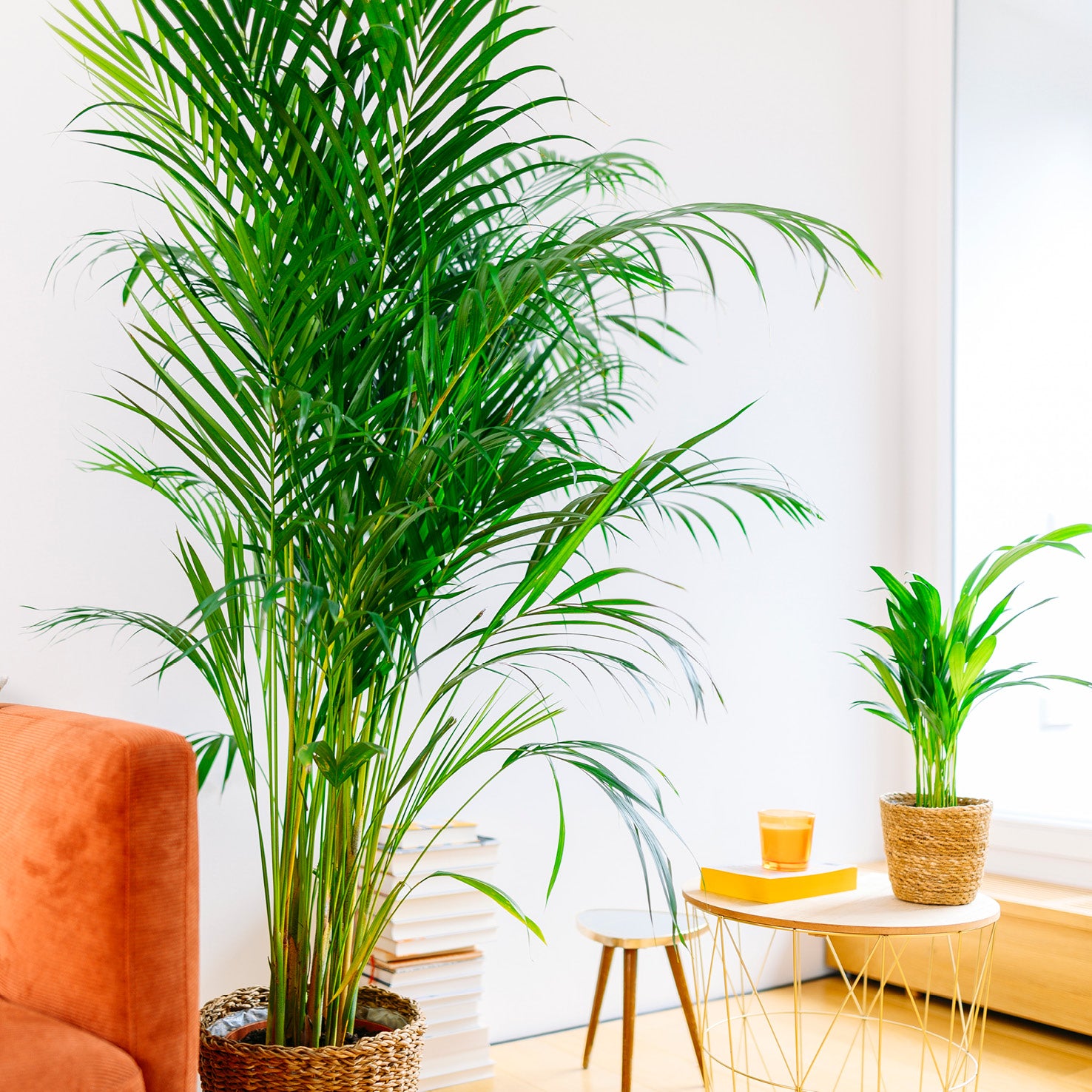 Große und kleine Goldfruchtpalme im Wohnzimmer