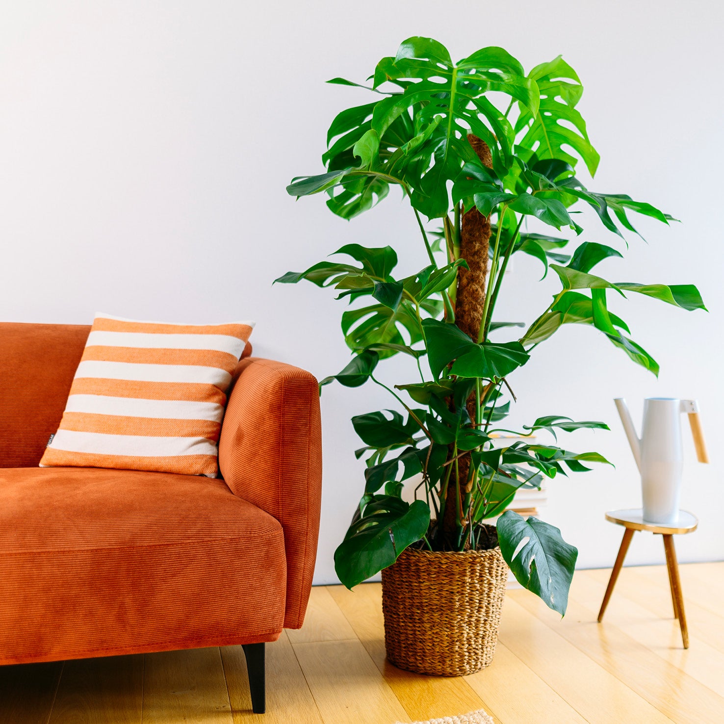 Große Monstera deliciosa im Wohnzimmer