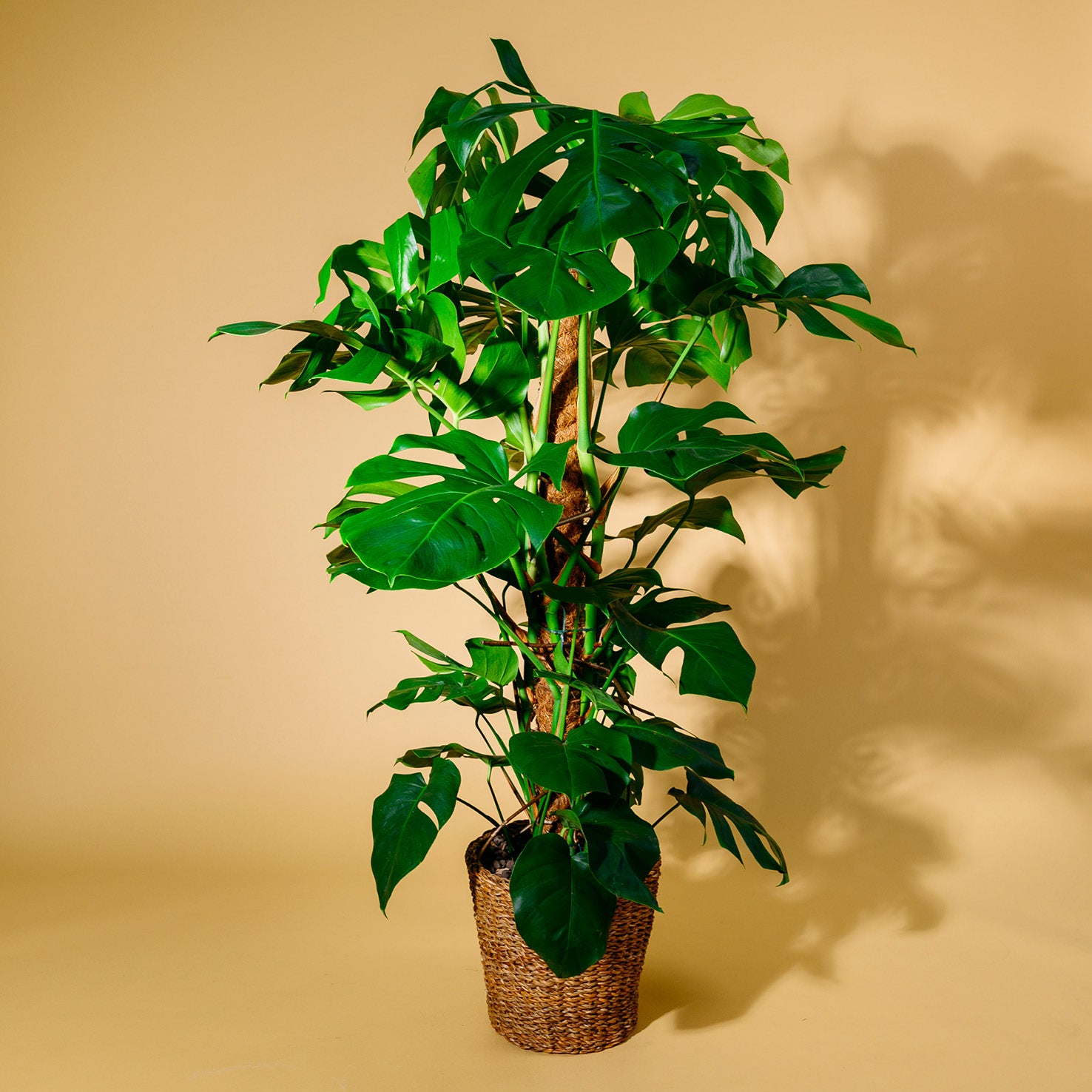 Große Monstera deliciosa als Zimmerpflanze