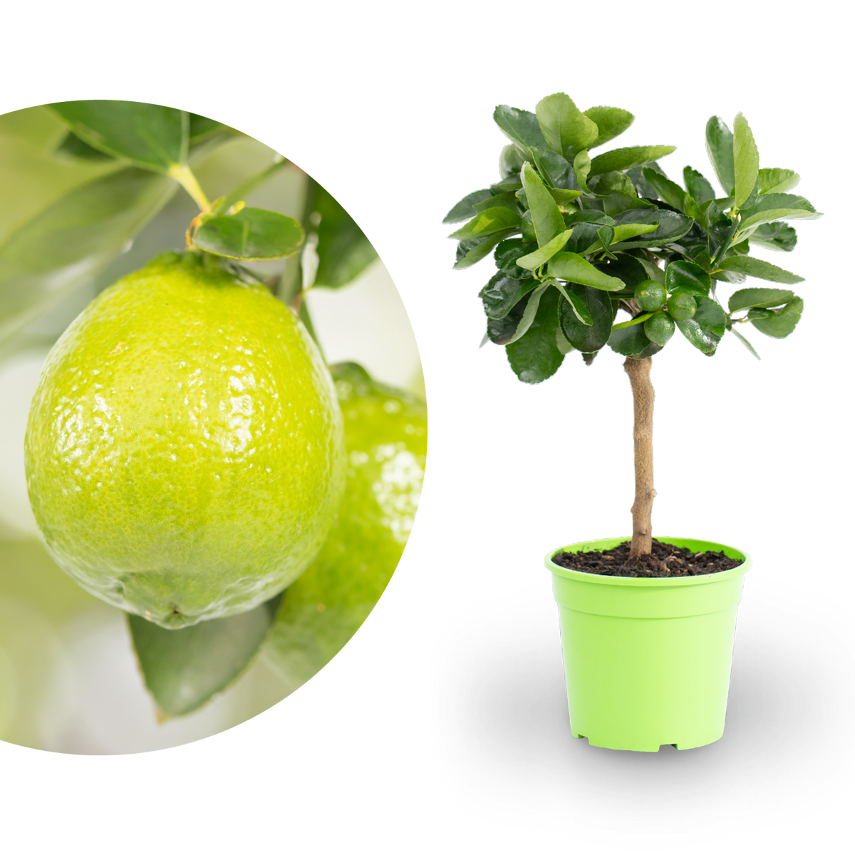 Große Persische Limette