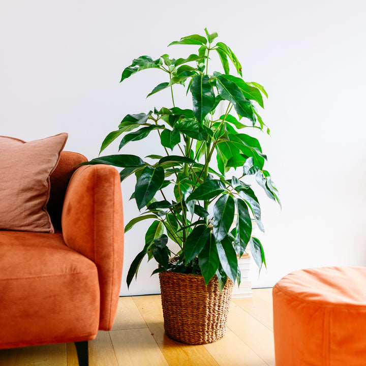 Große Schefflera 'Amate' im Wohnzimmer