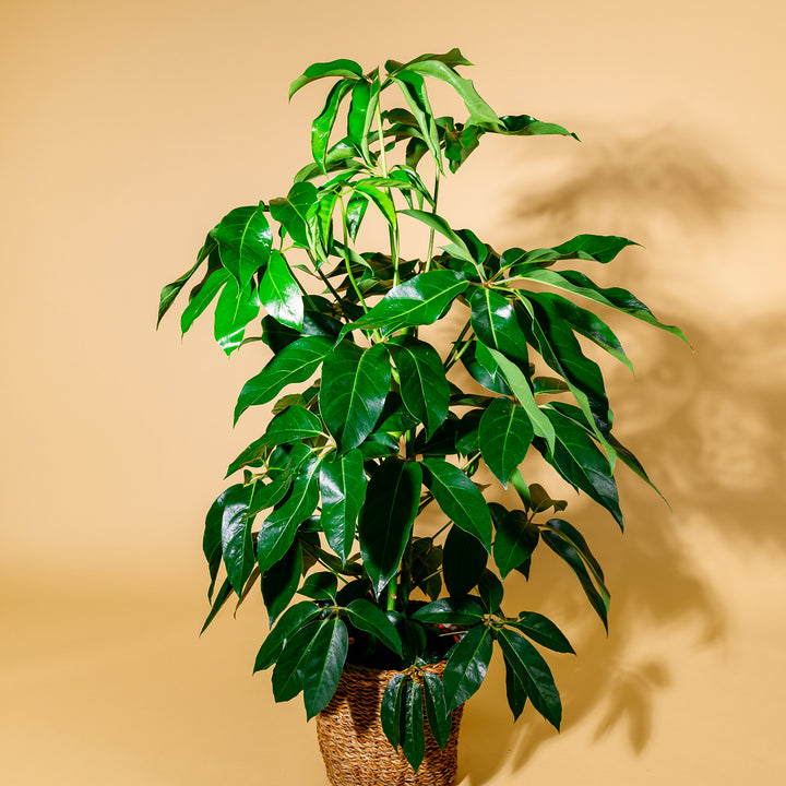 Große Schefflera 'Amate' als Zimmerpflanze