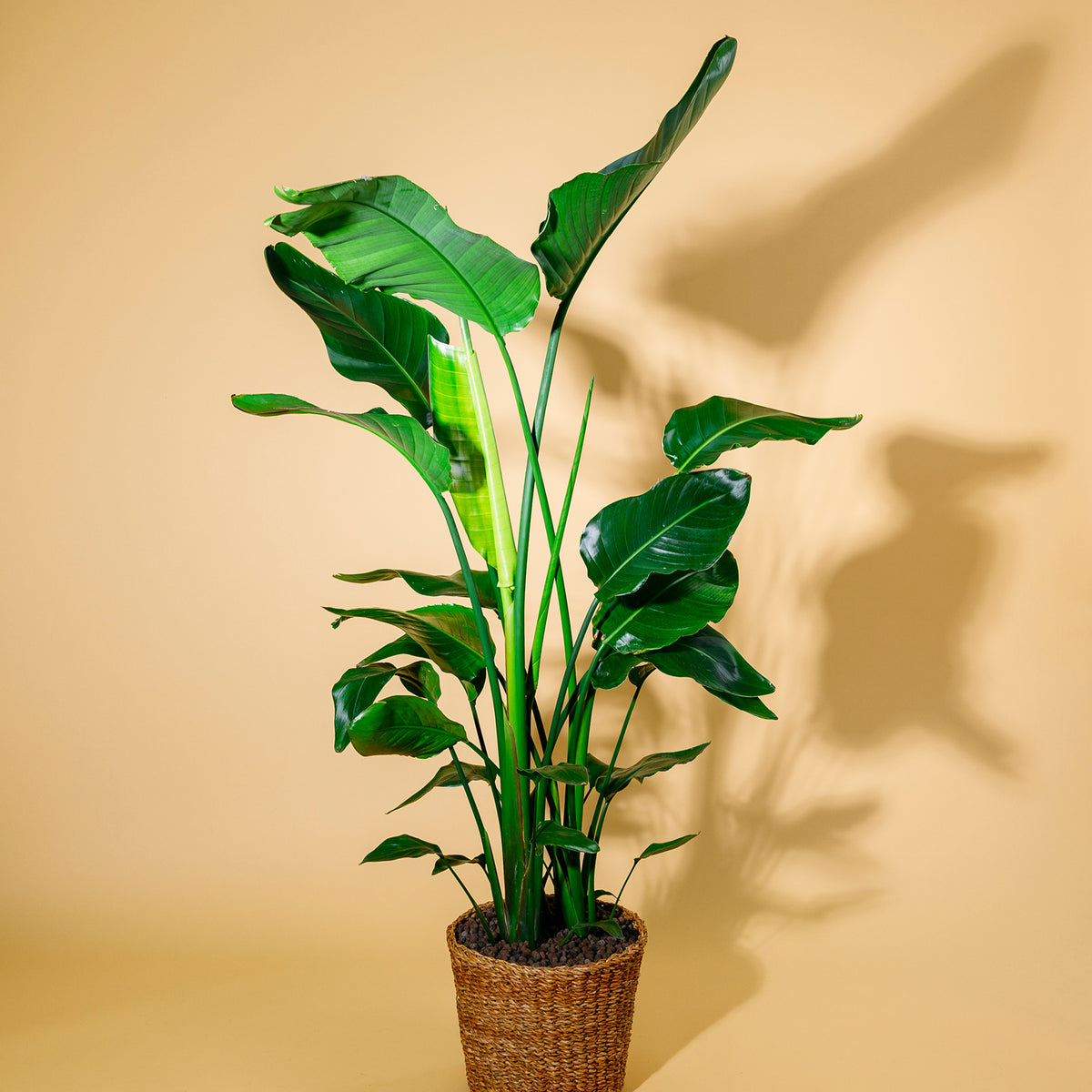 Große Strelitzia nicolai als Zimmerpflanze