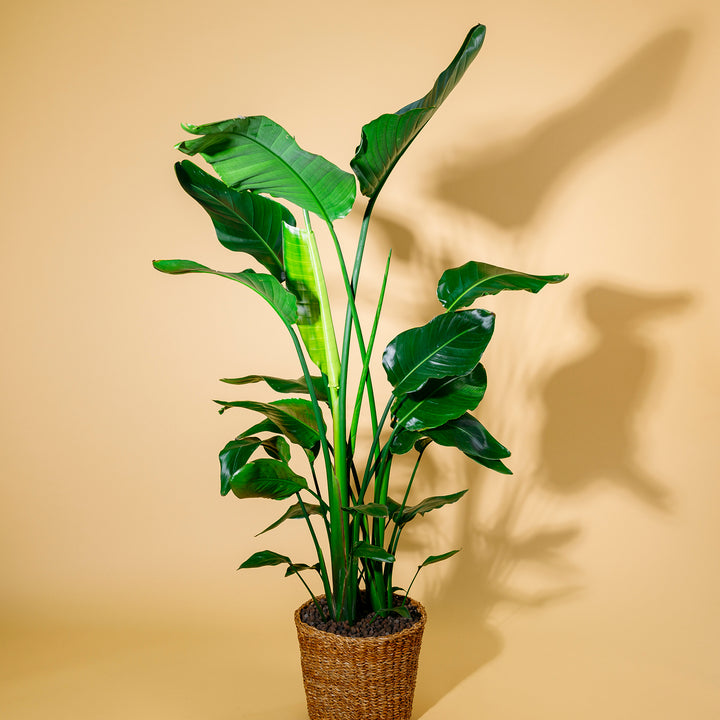 Große Strelitzia nicolai als Zimmerpflanze