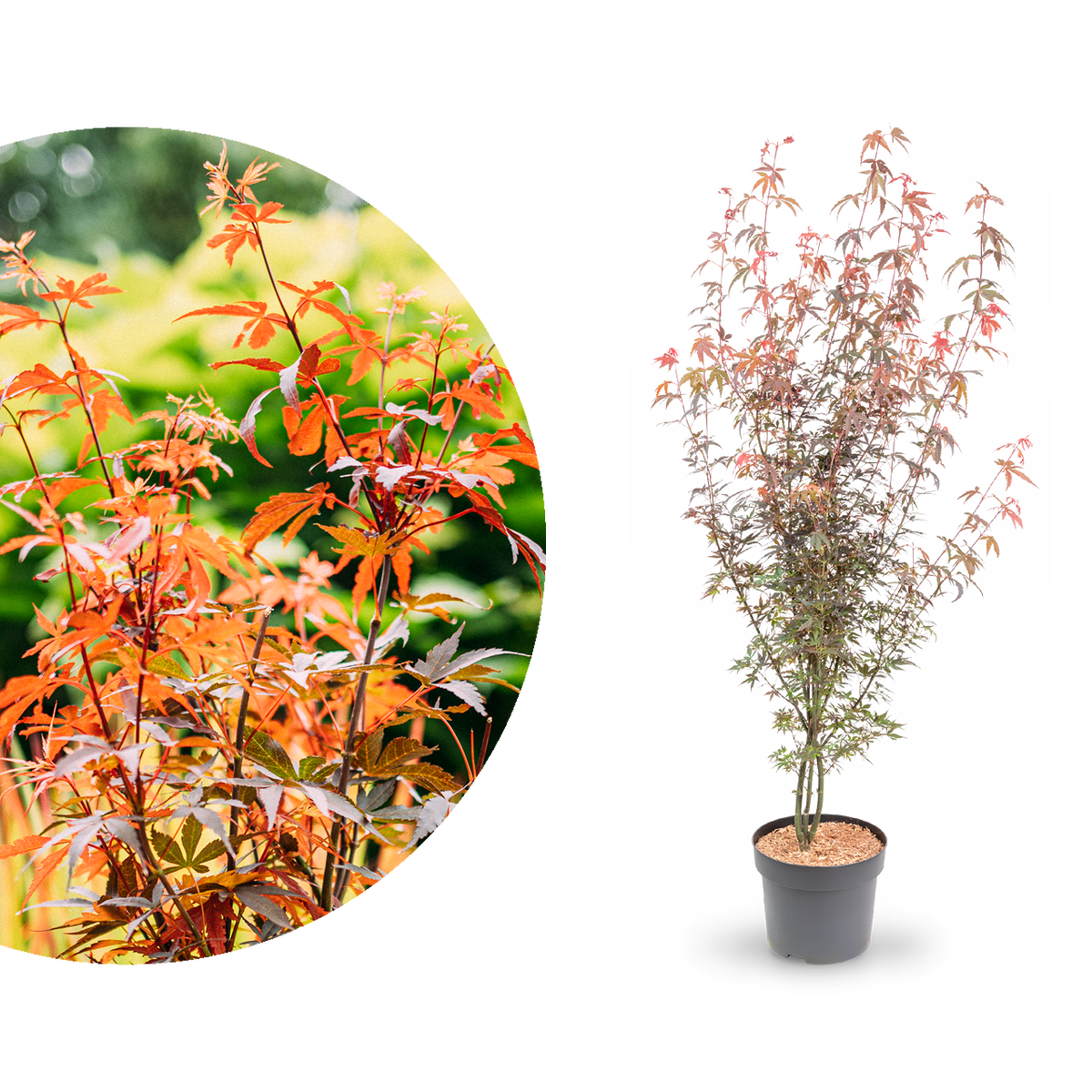 Großer Ahorn 'Skeeter's Broom'