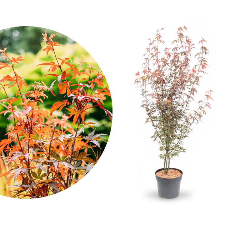 Großer Ahorn 'Skeeter's Broom'