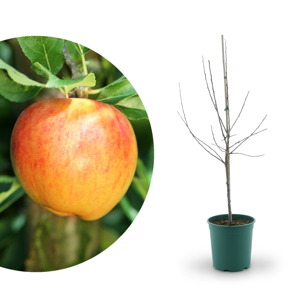 Großer Bio-Apfelbaum ‘Alkmene’