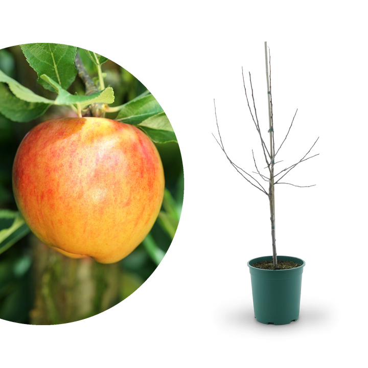 Großer Bio-Apfelbaum ‘Alkmene’