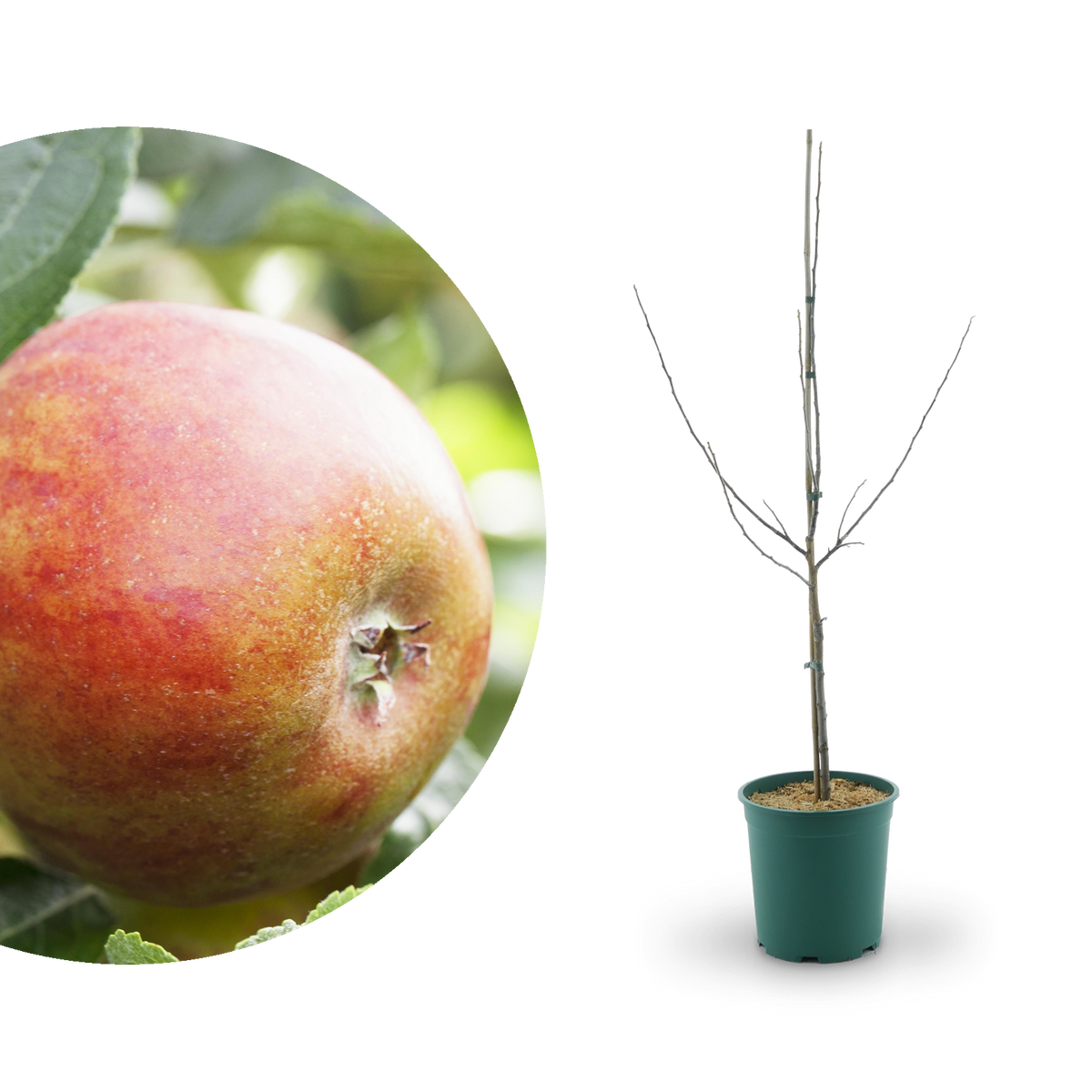 Großer Bio-Apfelbaum 'Holsteiner Cox'