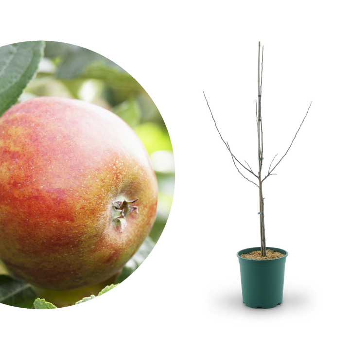 Großer Bio-Apfelbaum 'Holsteiner Cox'