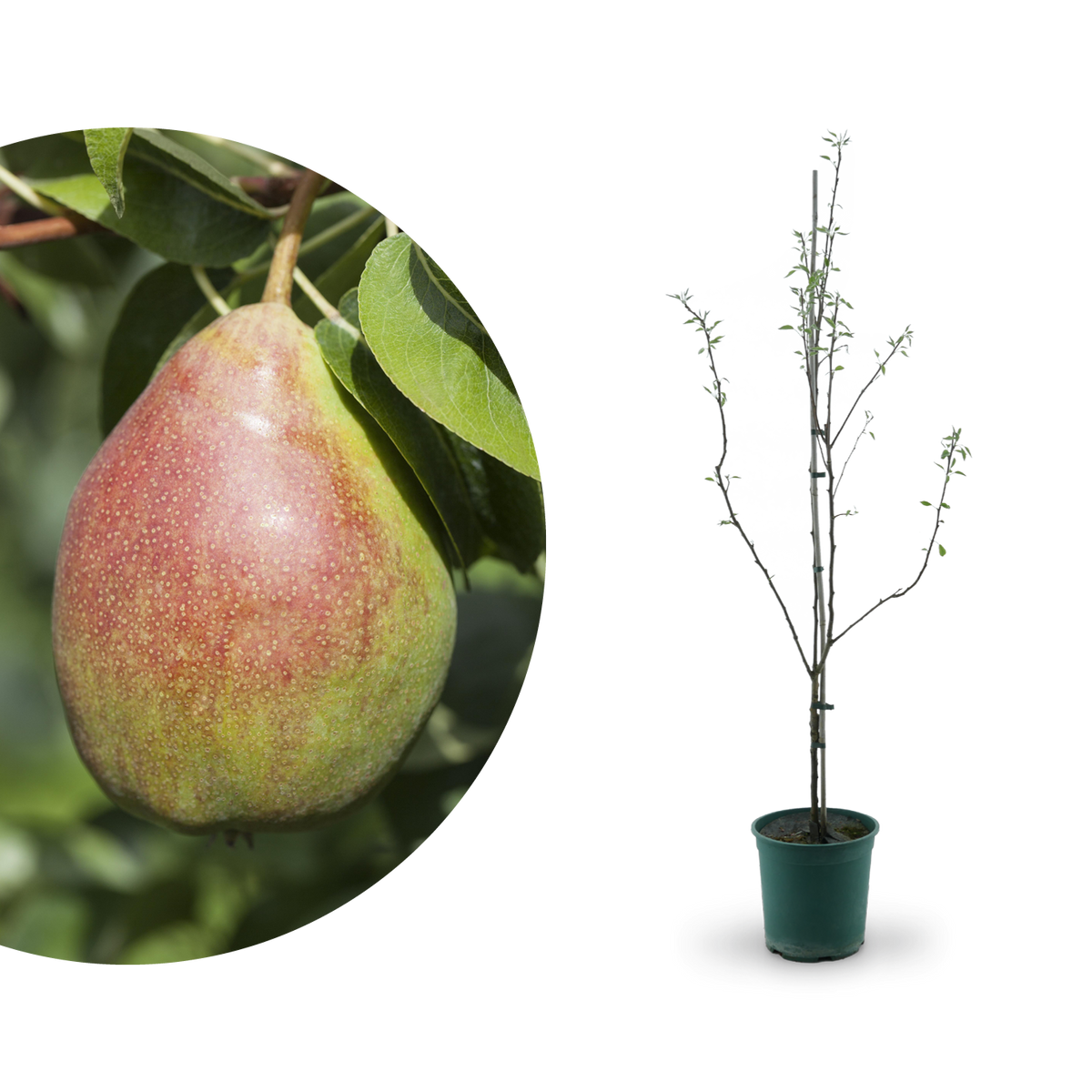 Großer Bio-Birnbaum 'Clapps Liebling'