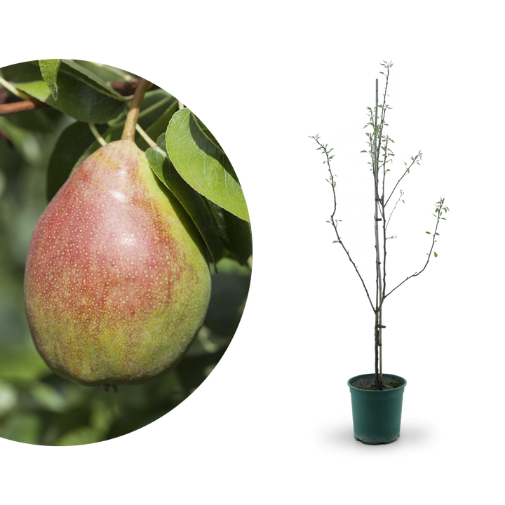 Großer Bio-Birnbaum 'Clapps Liebling'