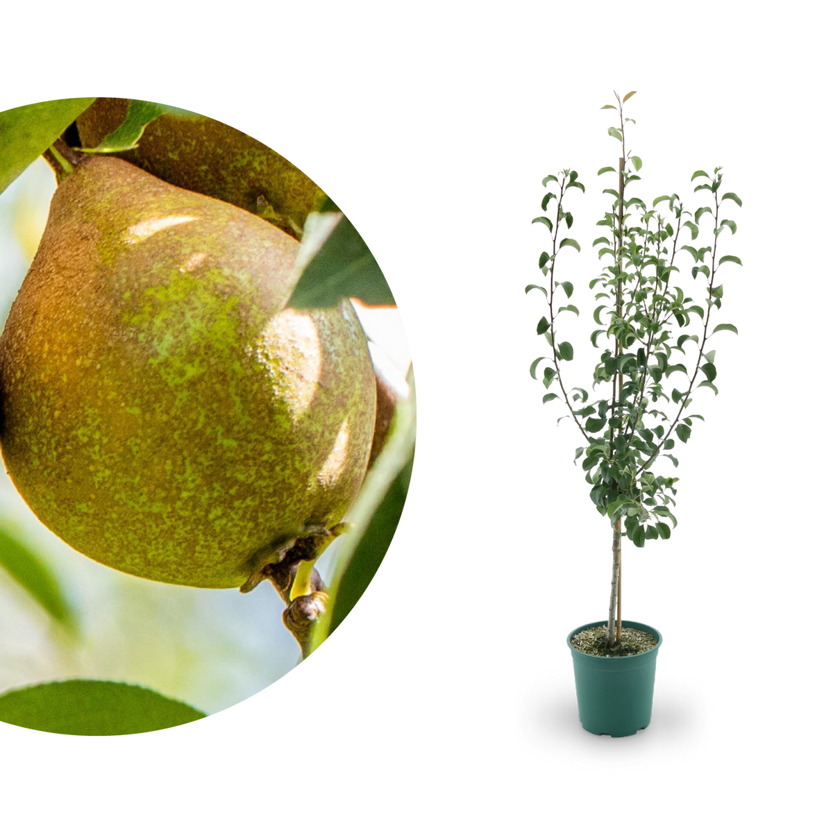 Großer Bio-Birnbaum 'Gute Luise'