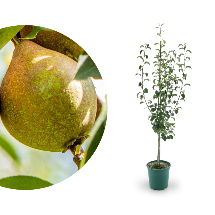 Großer Bio-Birnbaum 'Gute Luise'