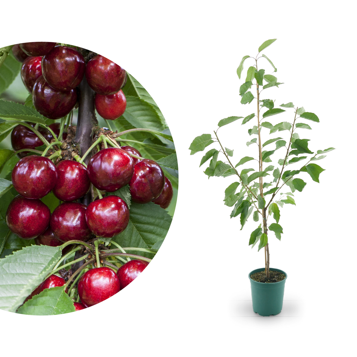 Großer Bio-Kirschbaum 'Erika'