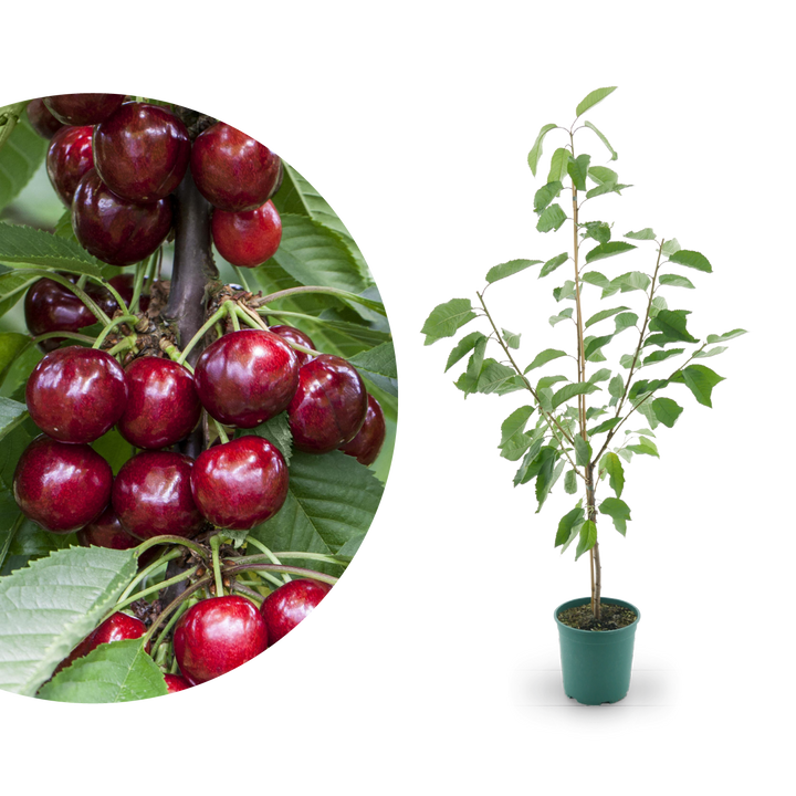 Großer Bio-Kirschbaum 'Erika'