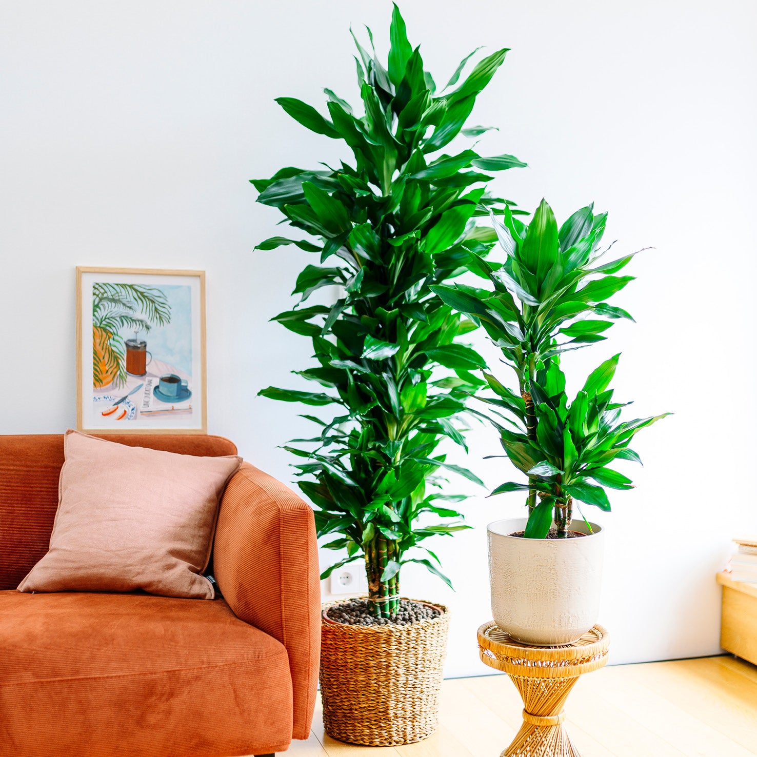 Großer Drachenbaum 'Janet Lind' im Wohnzimmer