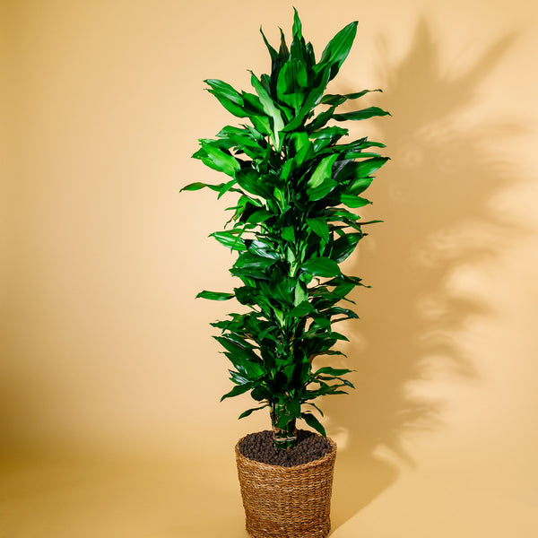 Großer Drachenbaum 'Janet Lind' als Zimmerpflanze