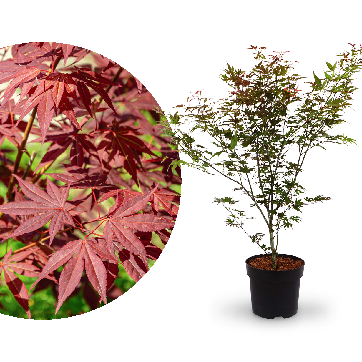 Großer Fächer-Ahorn 'Atropurpureum'